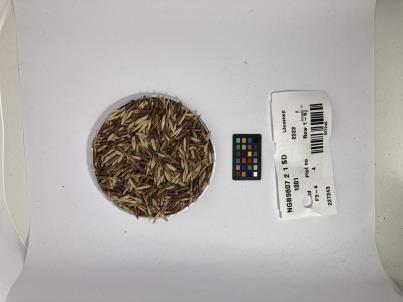 Click for 1 image(s) for this accession. SEED